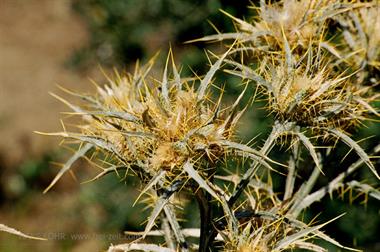 2003 SKIATHOS_2003_09_316_478